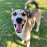 Code Red Shelter Dog Adoption: Loki’s Second Chance - Hope Paws Support Fund - 684305091