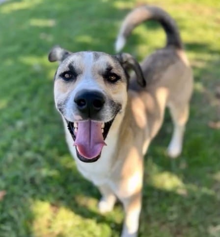 Code Red Shelter Dog Adoption: Loki’s Second Chance - Hope Paws Support Fund - 684305091