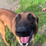 Riverside shelter dog adopte