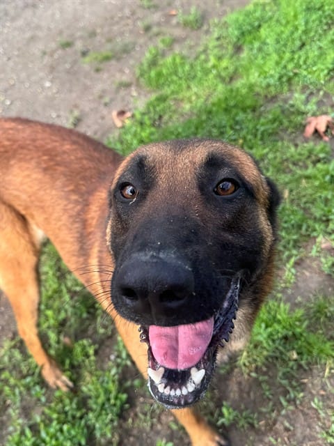 Riverside shelter dog adopte