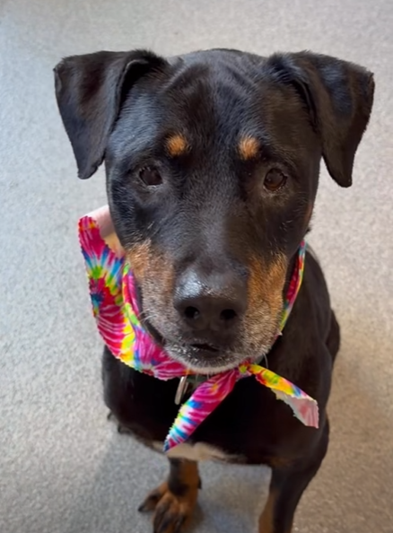 Happy Dogs - Hope Paws Support Fund Happy Dogs - Hope Paws Support Fund - Ellen1