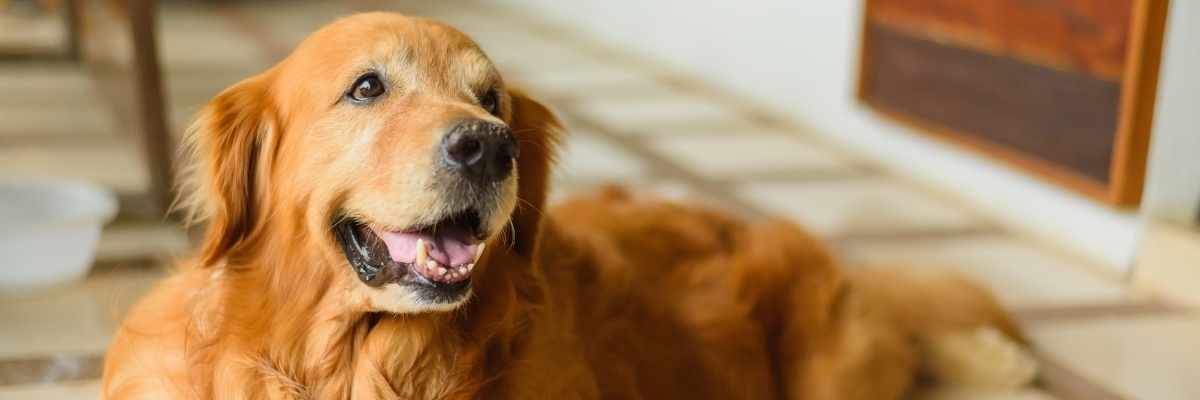 Box of dog supplies arriving at door – help dogs without donating money, shop our wish list
