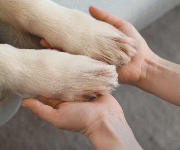 Donate to save dogs