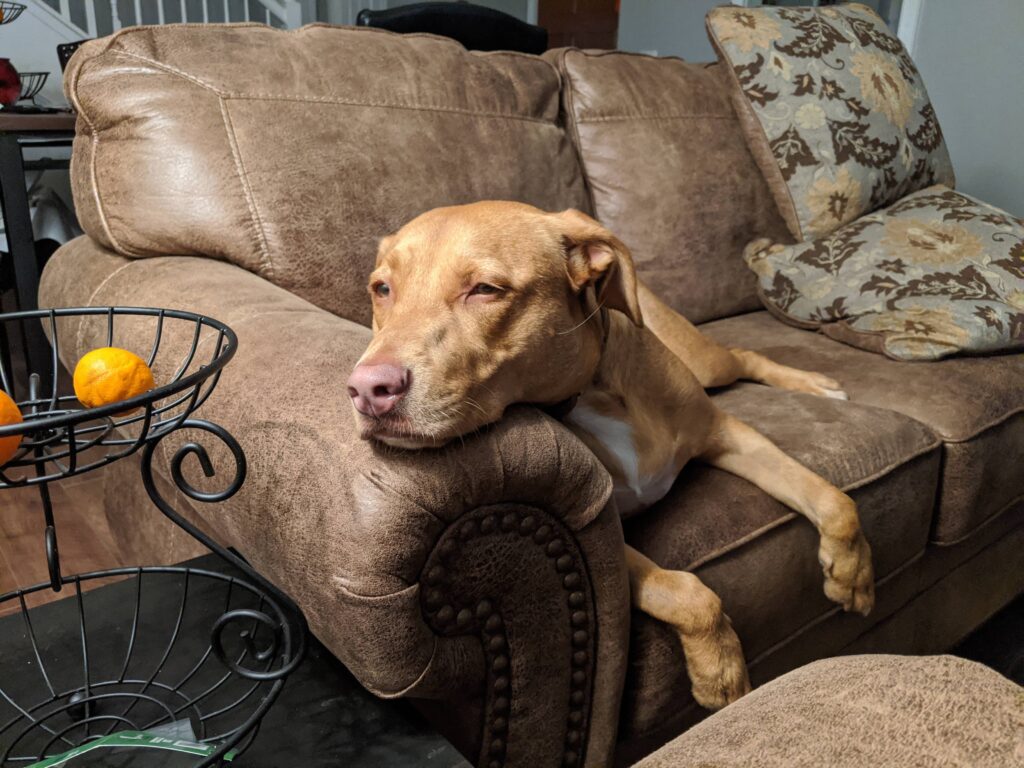 Nonprofit helping dogs in need founder`s dog Ariel