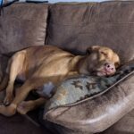 Nonprofit helping dogs in need founder`s dog Ariel