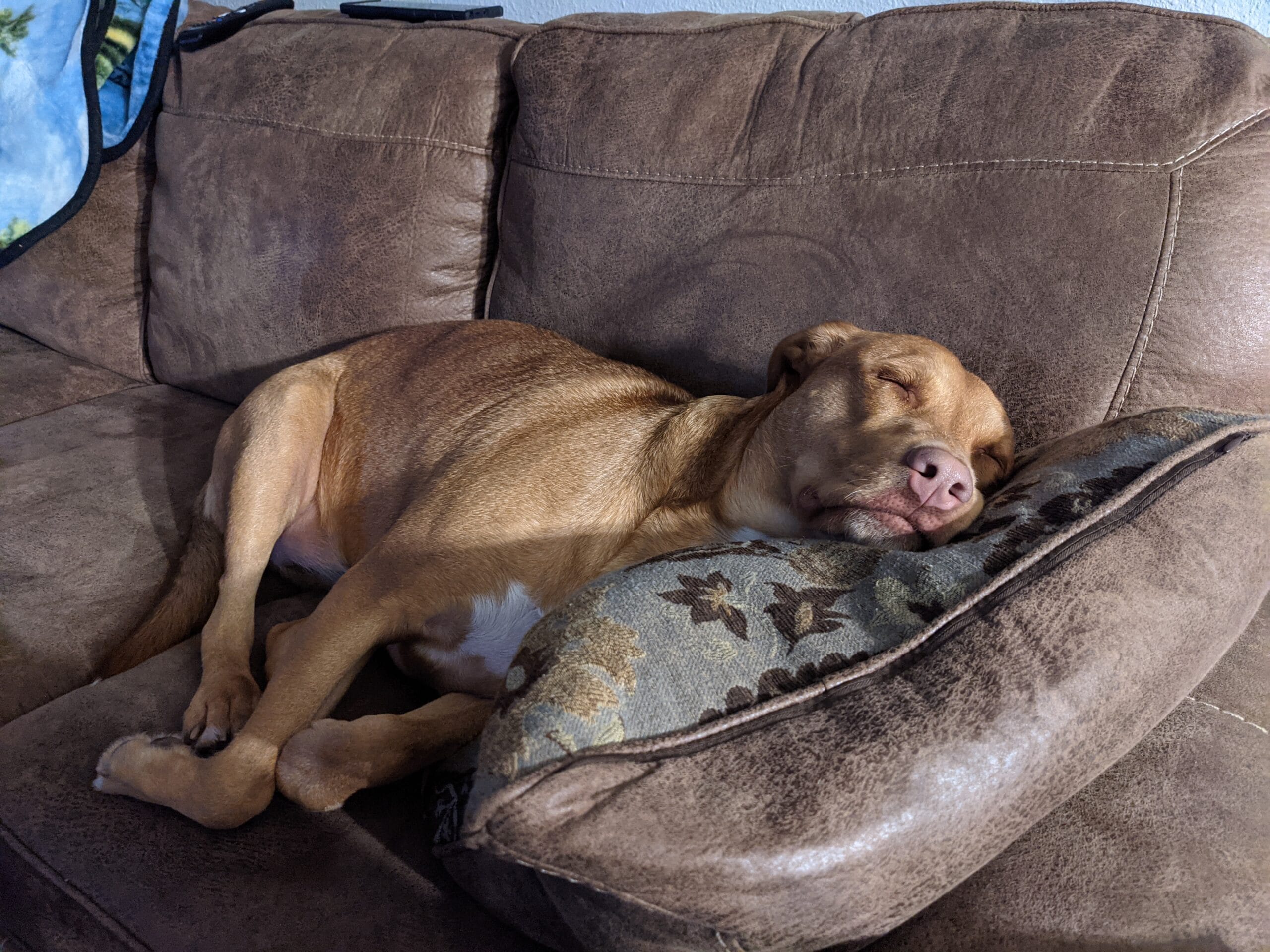 Nonprofit helping dogs in need founder`s dog Ariel