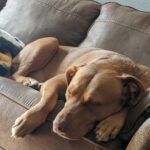 A Lifeline for Pets in Crisis: Introducing Hope Paws Support Fund - Hope Paws Support Fund - PXL 20220501 232604202