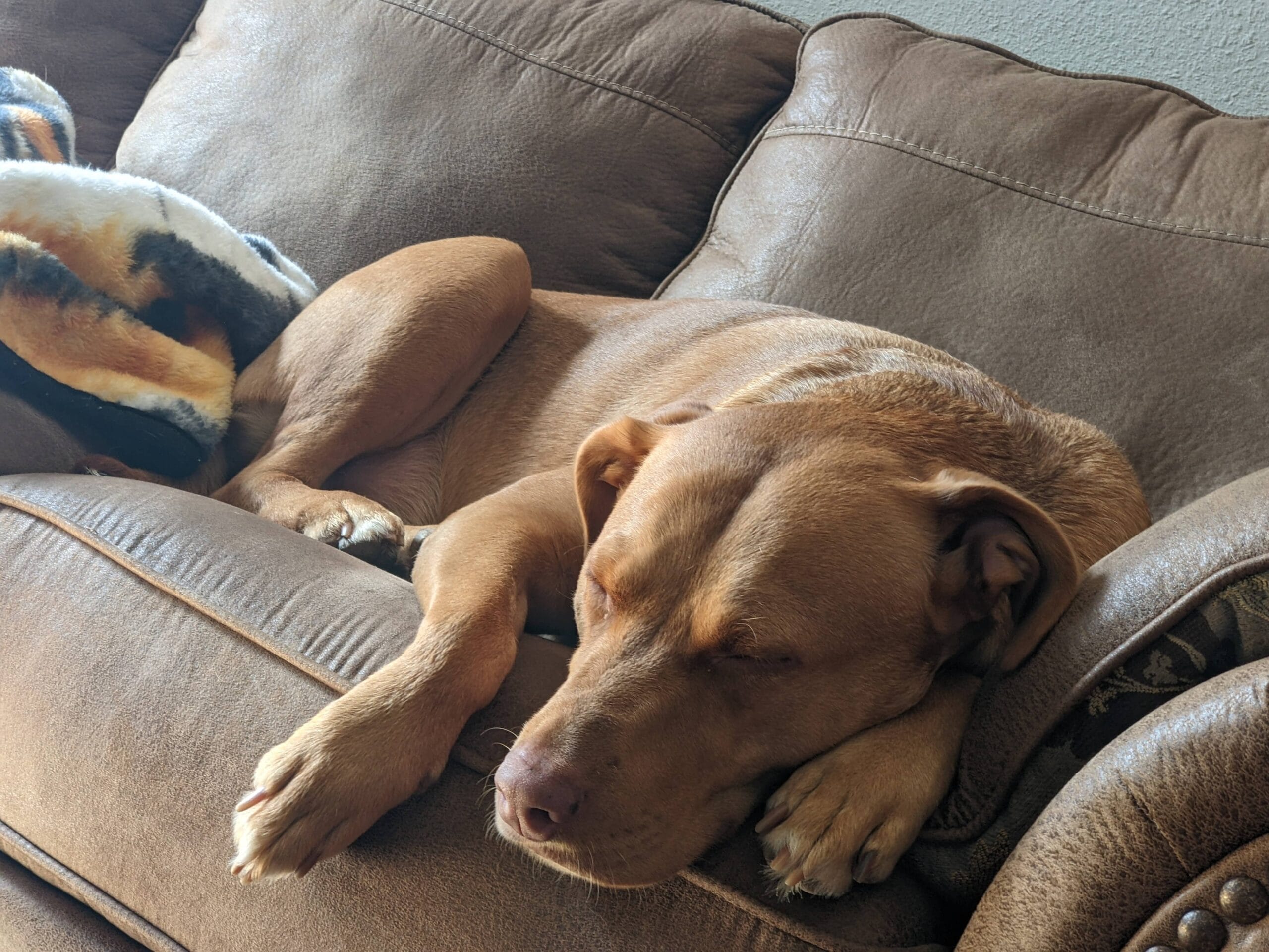 A Lifeline for Pets in Crisis: Introducing Hope Paws Support Fund - Hope Paws Support Fund - PXL 20220501 232604202 scaled