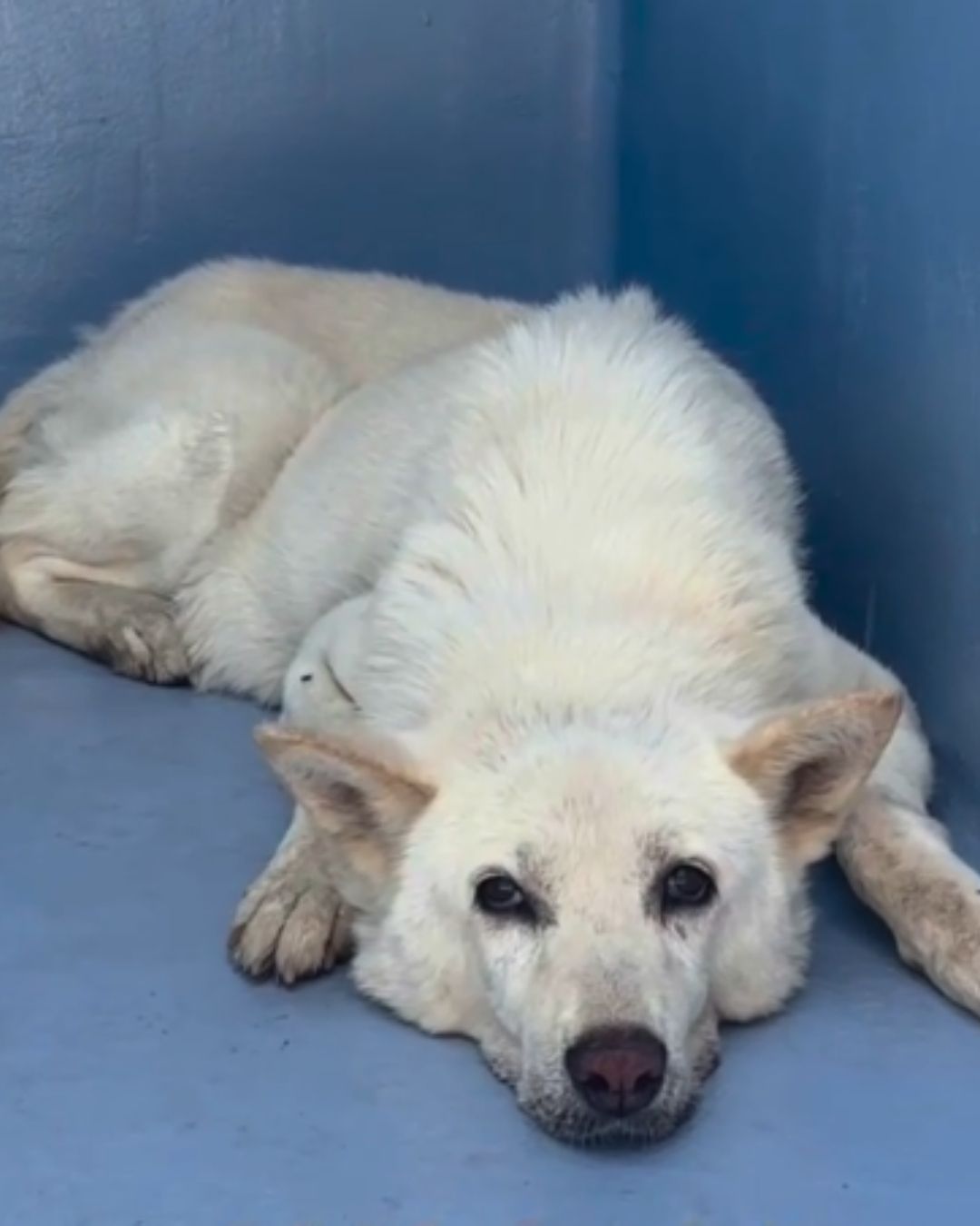   - Hope Paws Support Fund - Polly