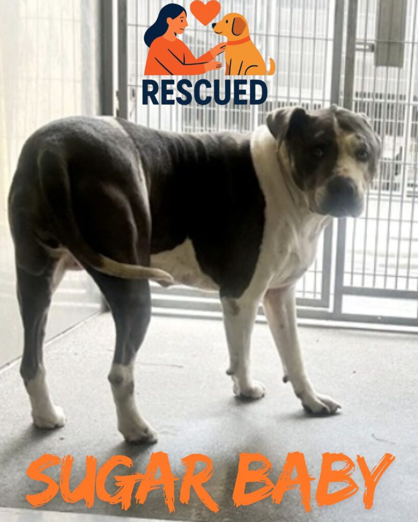 Happy Dogs Sugar Baby rescued