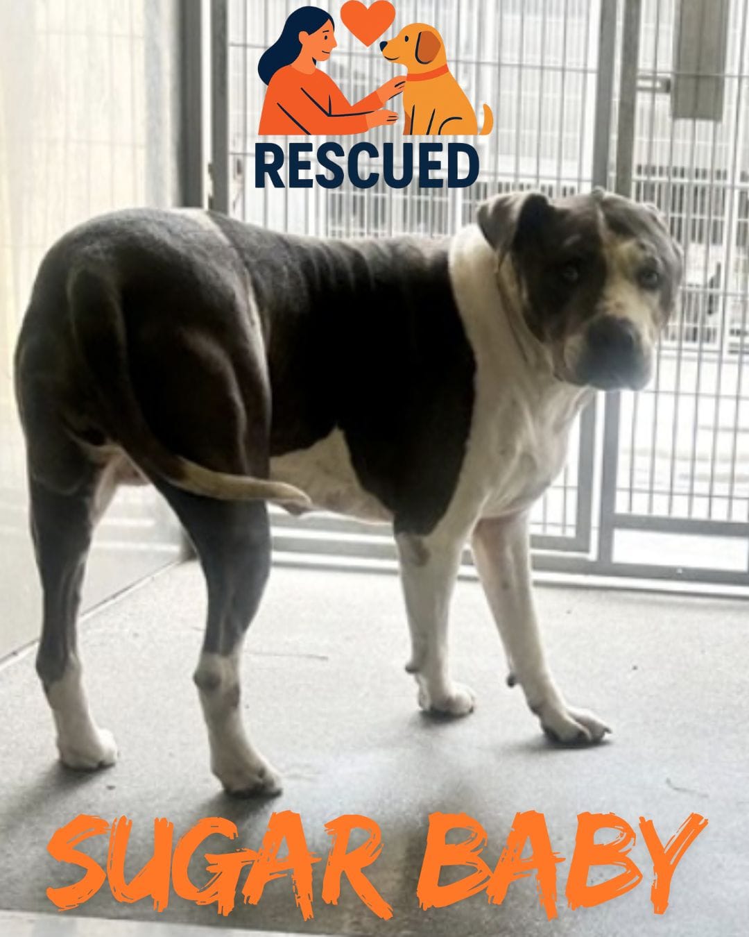 Sugar Bella Dog Rescue: A Heartwarming Story of Second Chances - Hope Paws Support Fund - SUGAR RESCUED