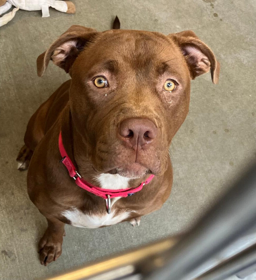 Happy Dogs - Hope Paws Support Fund Happy Dogs - Hope Paws Support Fund - TATUM1 e1783828341921