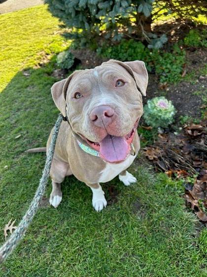 Partner With Us – Help Save More Dogs Together - Hope Paws Support Fund Partner With Us – Help Save More Dogs Together - Hope Paws Support Fund - d8a0328f 41d1 448b 8ddd 909b69f3ce86