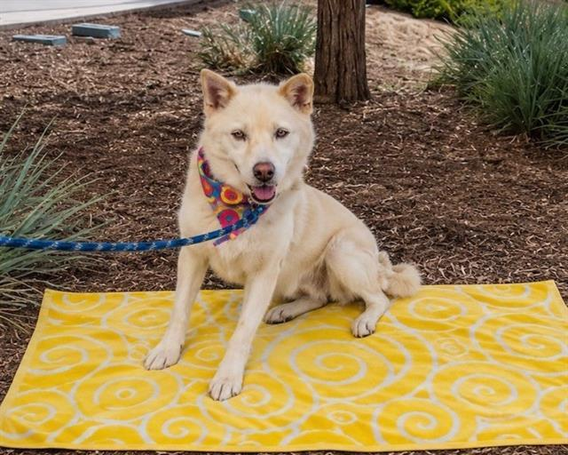Happy Dogs - Hope Paws Support Fund Happy Dogs - Hope Paws Support Fund - image 2