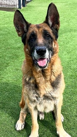 Rescue Pull Funding for Dogs – How Stewie and Suds Were Saved - Hope Paws Support Fund - kona