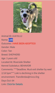 Happy Dogs - Hope Paws Support Fund - loki adopted