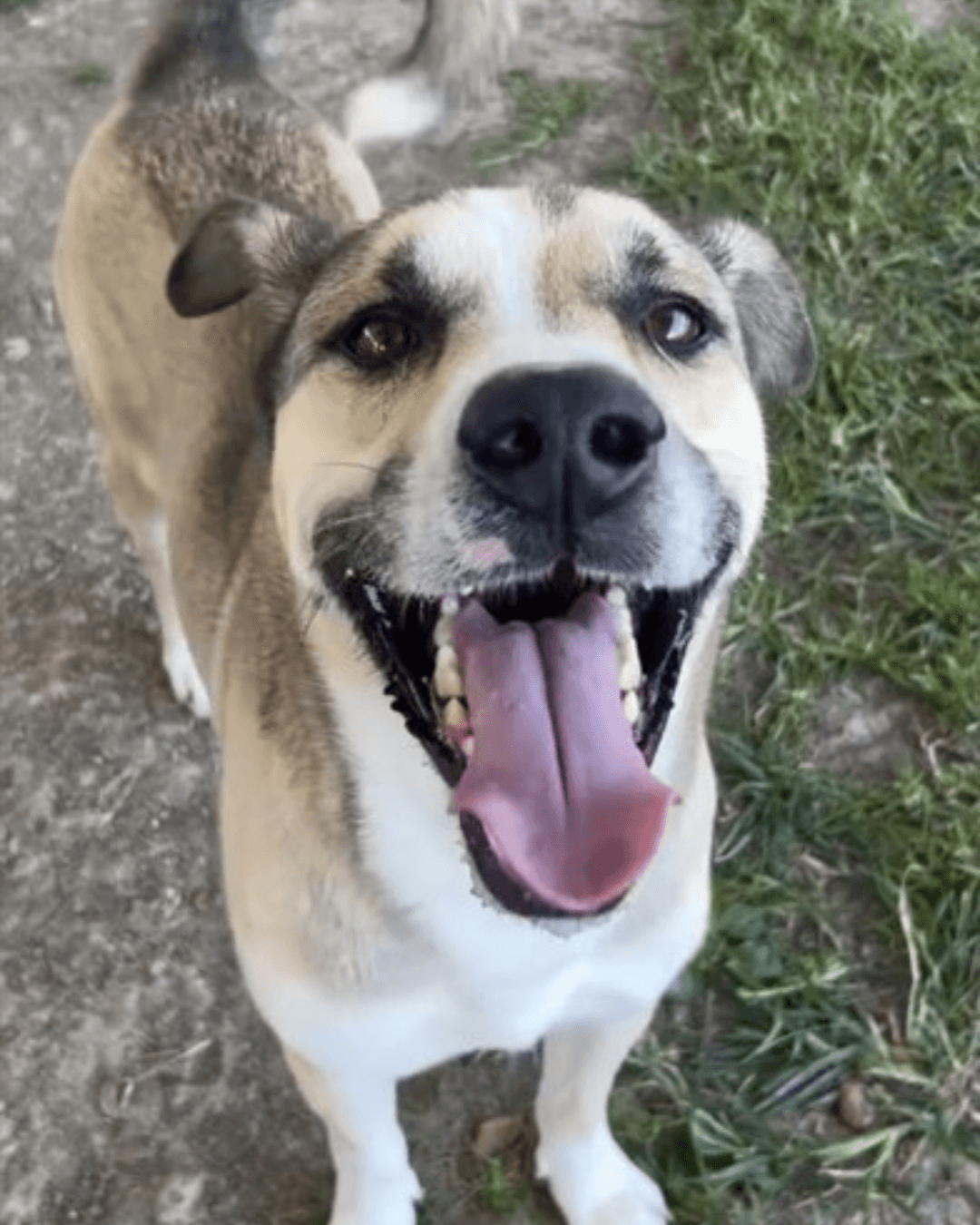 Happy Dogs - Hope Paws Support Fund Happy Dogs - Hope Paws Support Fund - loki