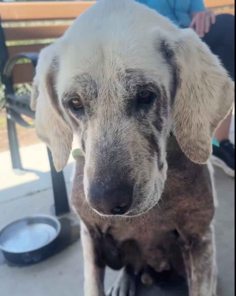 Rocket didn't arrive at the shelter nameless. - Hope Paws Support Fund Rocket didn't arrive at the shelter nameless. - Hope Paws Support Fund - pibb1