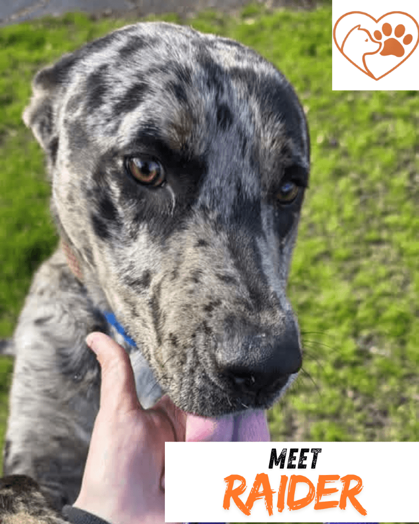 Happy Dogs - Hope Paws Support Fund Happy Dogs - Hope Paws Support Fund - raider1