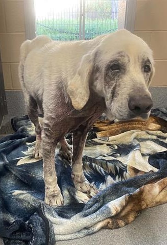2-YEAR-OLD NAMOR IS WAITING FOR SOMEONE TO BELIEVE IN HIM - Hope Paws Support Fund 2-YEAR-OLD NAMOR IS WAITING FOR SOMEONE TO BELIEVE IN HIM - Hope Paws Support Fund - sen labrador