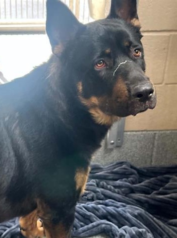 Rescue Pull Funding for Dogs – How Stewie and Suds Were Saved - Hope Paws Support Fund - volcomn 1