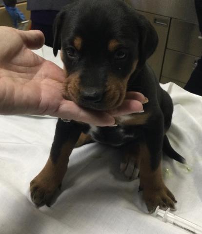 Dogs in Need of Rescue - Hope Paws Support Fund - 1