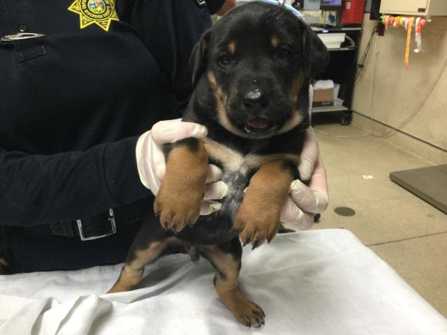 Dogs in Need of Rescue - Hope Paws Support Fund - 3