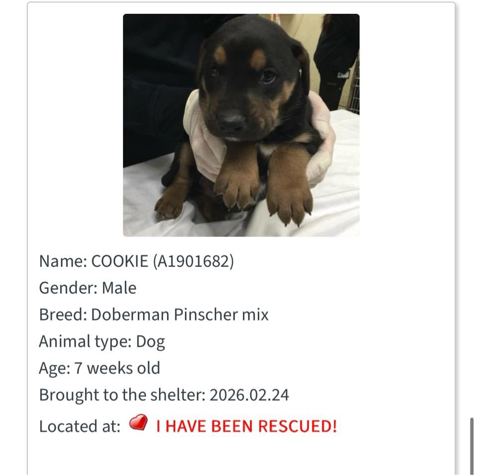 A Mom, Three Puppies, and a Shar Pei Given a Second Chance - Hope Paws Support Fund A Mom, Three Puppies, and a Shar Pei Given a Second Chance - Hope Paws Support Fund - 647542862 1349935307160490 6518274917148474028 n