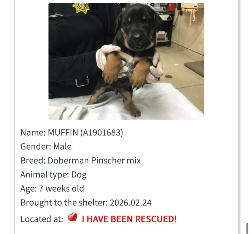 A Mom, Three Puppies, and a Shar Pei Given a Second Chance - Hope Paws Support Fund A Mom, Three Puppies, and a Shar Pei Given a Second Chance - Hope Paws Support Fund - 649683410 1349935783827109 2646757424925044644 n