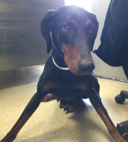 Urgent dog in need of rescue