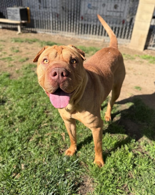 Urgent dog in need of rescue