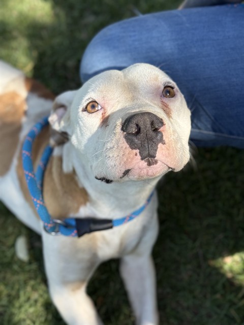 Dogs in Need of Rescue - Hope Paws Support Fund - 687466142