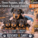 Doberman mom with three puppies and rescued Shar Pei Penne after dog rescue Riverside shelter