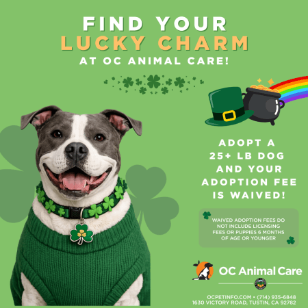 OC Animal Care: Adopt Dogs, Find Lost Pets & Support the Shelter Wish List - Hope Paws Support Fund - March 2026 Adoption Promotion Square
