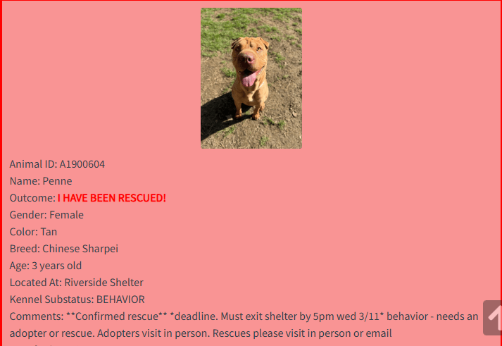 A Mom, Three Puppies, and a Shar Pei Given a Second Chance - Hope Paws Support Fund A Mom, Three Puppies, and a Shar Pei Given a Second Chance - Hope Paws Support Fund - Riverside A1900604