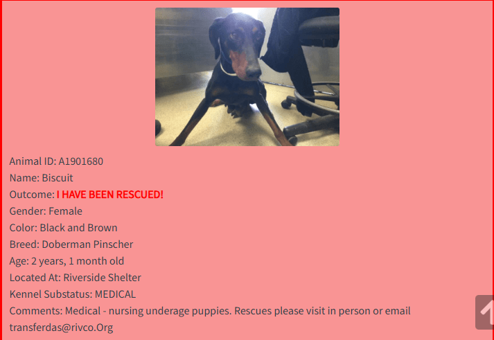 A Mom, Three Puppies, and a Shar Pei Given a Second Chance - Hope Paws Support Fund Doberman mom with three puppies and rescued Shar Pei Penne after dog rescue Riverside shelter