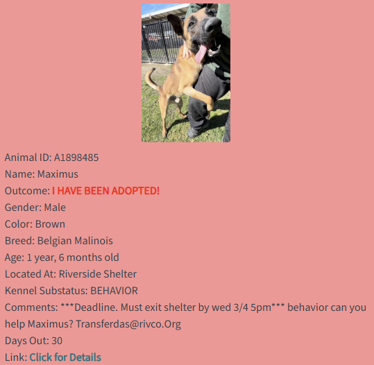 Happy Dogs Maximus adopted