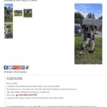 Raider, a blue merle Catahoula Leopard Hound mix, happily leaving Riverside County Animal Control – San Jacinto Shelter after being adopted into his forever home.