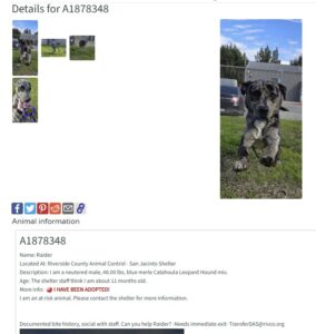 Raider, a blue merle Catahoula Leopard Hound mix, happily leaving Riverside County Animal Control – San Jacinto Shelter after being adopted into his forever home.