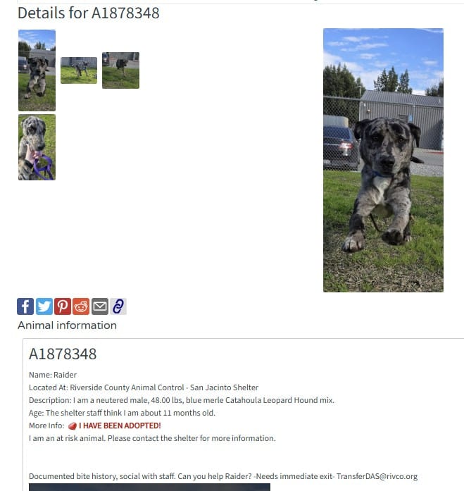 Raider, a blue merle Catahoula Leopard Hound mix, happily leaving Riverside County Animal Control – San Jacinto Shelter after being adopted into his forever home.