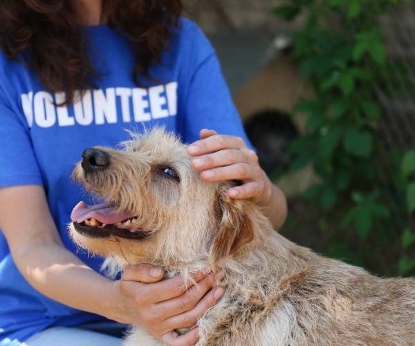 Become a volunteer - Hope Paws Support Fund Become a volunteer - Hope Paws Support Fund - 15