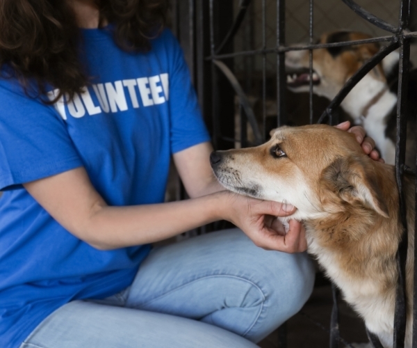 Become a volunteer - Hope Paws Support Fund Become a volunteer - Hope Paws Support Fund - 18