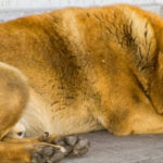 AI for Lost Pets: The Complete Guide to Modern Recovery - Hope Paws Support Fund - Heading 1