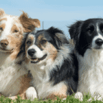 10 Signs Your Dog Is Stressed, Sick, or Overwhelmed - Hope Paws Support Fund Stressed dog yawning with tense body language – signs your dog is stressed and needs help