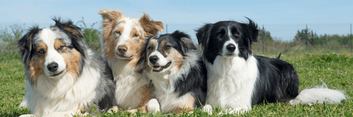 Stressed dog yawning with tense body language – signs your dog is stressed and needs help