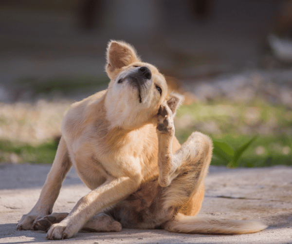 Dog excessively licking paw – repetitive stress-related grooming behavior