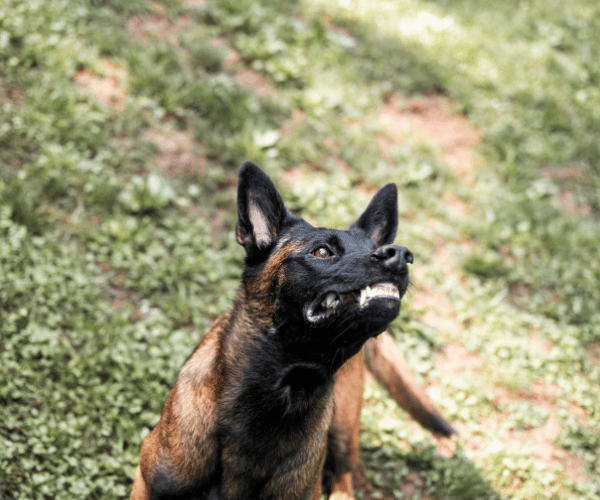 Dog with tail tucked and body crouched – overwhelmed and frightened posture