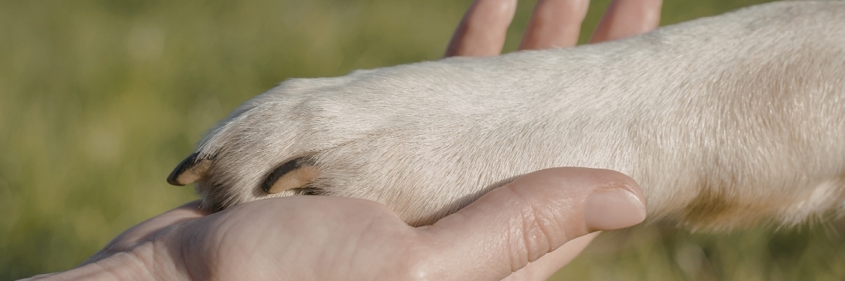 Hand placing cash into donation jar – donate to help dogs in need