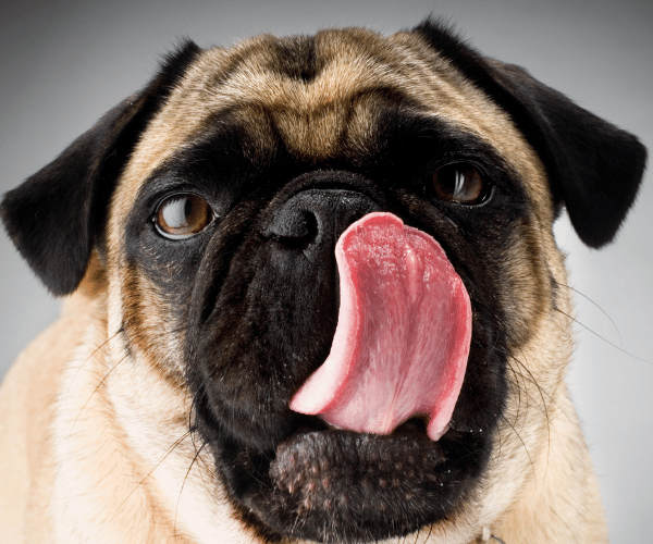 Dog yawning and lip licking in a stressful situation – common sign of anxiety