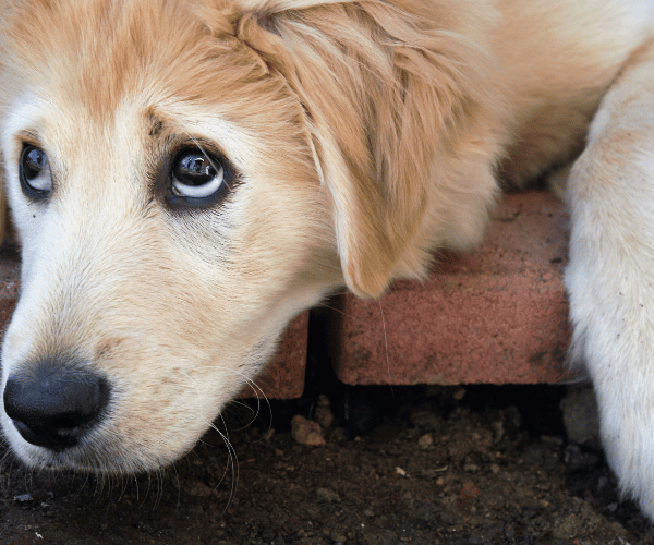 Dog showing whale eye with ears pinned back – sign of fear or discomfort